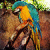 Ali Jafri - Palm Beach Zoos Parrot in texture